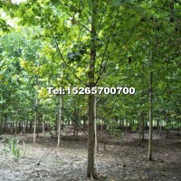 8-20公分法桐原生苗