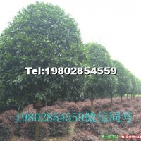 成都供應(yīng)10公分高桿精品桂花