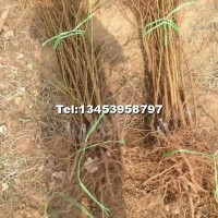 桃樹(shù)成品苗