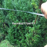 曼地亞紅豆杉樹