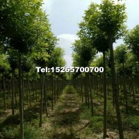 5-8公分金葉白蠟