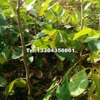 山槐苗40厘米以上