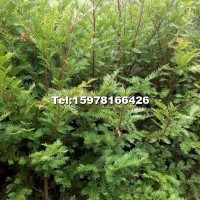 2-3公分紅豆杉苗子