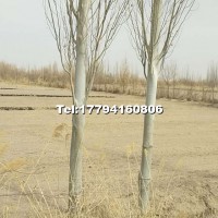 1-15公分新疆楊