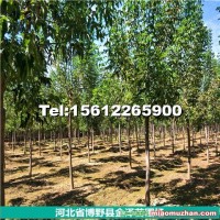 河北保定復(fù)葉槭