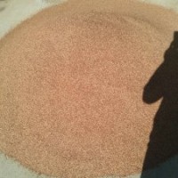 出售當(dāng)年新產(chǎn)純?nèi)毡韭淙~松種子100元一斤包郵