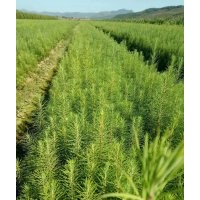 出售日本落葉松當年床苗8分一棵（庫存1000萬棵）