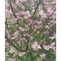 絢麗海棠，冬紅海棠，垂絲海棠，西府海棠