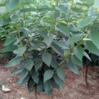 一年大櫻桃樹苗