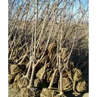 供應(yīng)櫻桃樹苗