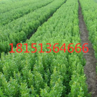 小葉黃楊球_大量低價供應小葉黃楊球_全天發(fā)貨_包運輸