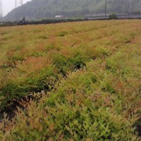 江蘇低價供應南天竹 哪里有南天竹