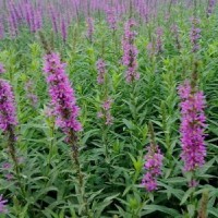 千屈菜產(chǎn)地自銷量大