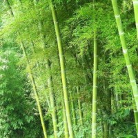 江蘇常年供應剛竹苗 苗圃直銷