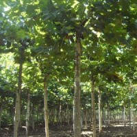 懸鈴木哪里有 ？ 低價(jià)供應(yīng)