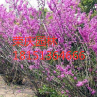 叢生紫荊批發(fā)_榮慶園林-基地直銷_量大從優(yōu)