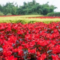 江蘇大花海棠價(jià)格 大花海棠低價(jià)批發(fā)