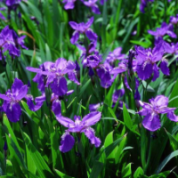 哪里有藍(lán)蝴蝶鳶尾低價(jià)供應(yīng)