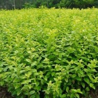 江蘇低價(jià)供應(yīng)小葉女貞 低價(jià)供應(yīng)