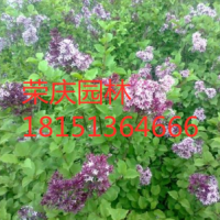 哪里有丁香 ？丁香產(chǎn)地？苗圃直供丁香