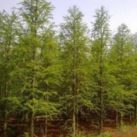 中山杉供應 苗圃直銷