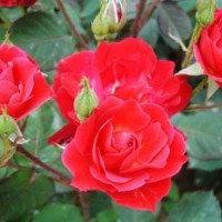 紅帽月季價(jià)格_月季批發(fā)零售_月季花基地直銷