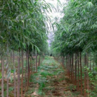 哪里有速生竹柳貨源？2020年榮慶速生竹柳低價(jià)批發(fā)