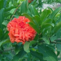 江蘇重瓣石榴低價(jià)批發(fā)