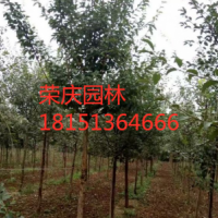 哪里有流蘇樹？ 低價供應(yīng)流蘇樹