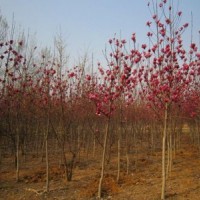 紫玉蘭小苗什么價(jià)格?【紫玉蘭小苗】最新紫玉蘭小苗_價(jià)格