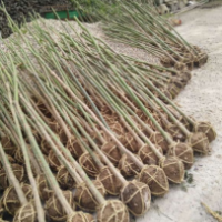 青楓哪里有貨源？ 江蘇榮慶園林低價供應青楓