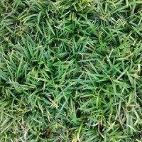 日本矮麥冬多少錢一斤