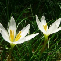 江蘇哪里有蔥蓮貨源 ？ 低價(jià)供應(yīng)