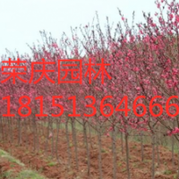 江蘇低價供應碧桃 苗圃直銷