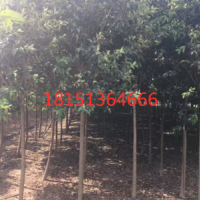 哪里有大葉女貞貨源？ 2019低價(jià)供應(yīng)大葉女貞