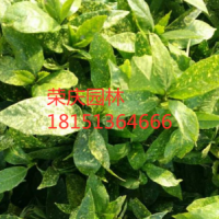 灑金桃葉珊瑚_品種齊全_色塊苗_水生植物