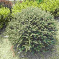 【龜甲冬青球】龜甲冬青球_價(jià)格_圖片_產(chǎn)地報(bào)價(jià)表