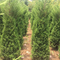 塔柏低價(jià)供應(yīng)