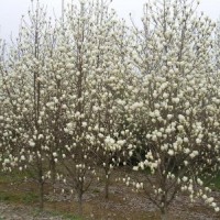 白玉蘭規(guī)格 白玉蘭價格 哪里有白玉蘭 ？ 白玉蘭供應