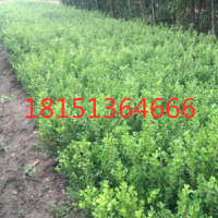 40公分小葉黃楊價格多少錢一棵？