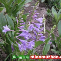 哪里有紫萼玉簪 低價供應