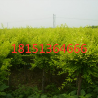 金葉榆哪里有 ？ 低價(jià)供應(yīng) 江蘇金葉榆供應(yīng)