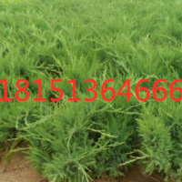 沙地柏供應沙地柏大量供應