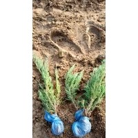 大量供應(yīng)，沙地柏，營養(yǎng)杯沙地，側(cè)柏，速生楊，小波，金葉榆。等