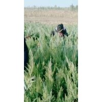 大量供應(yīng)沙地柏，營(yíng)養(yǎng)杯沙地柏，側(cè)柏，金葉榆，速生楊，小波衛(wèi)矛