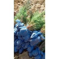 大量供應(yīng)，沙地柏，營養(yǎng)杯沙地柏，側(cè)柏，金葉榆。速生楊，