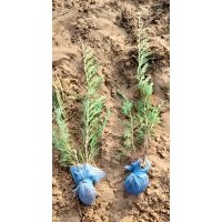 大量供應(yīng)沙地柏，營養(yǎng)杯沙地，小波