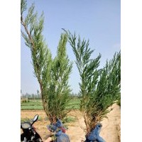 沙地柏，速生楊