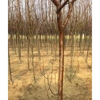 西府海棠 北美海棠