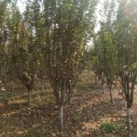 8-9西府海棠2千棵